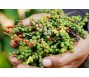 Giá tăng cao, nông dân Đồng Nai dồn sức vực dậy vườn tiêu