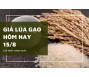 Giá lúa gạo hôm nay 15/9