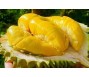 Bộ trưởng Lê Minh Hoan: Không thể bắt nông dân dừng trồng sầu riêng