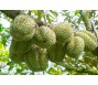 Xuất khẩu rau quả tháng 10 giảm sâu