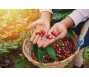 Xuất khẩu cà phê nhân xanh toàn cầu giảm lần đầu tiên sau 13 tháng