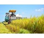 Thương hiệu gạo chất lượng cao - Bài 1: Giảm đầu tư, sinh lợi kép