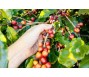 Giá cà phê có thể tiếp tục tăng vì nguồn cung mất nhiều năm mới phục hồi?