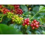 Giá cà phê robusta đạt kỷ lục mới