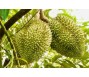 Làn sóng trồng sầu riêng bắt đầu có rủi ro