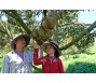 Vựa sầu riêng Khánh Sơn có thể mang về hơn 1.000 tỷ đồng