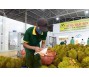 Doanh nghiệp Trung Quốc muốn mua 1 triệu quả sầu riêng của Việt Nam