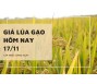 Giá lúa gạo hôm nay 17/11