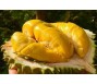 Malaysia sẽ xuất khẩu sầu riêng tươi sang Trung Quốc từ tháng 5