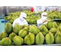 Xuất khẩu rau quả lần đầu tiên vượt 1 tỷ USD trong quý I