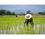 Thái Lan triển khai loạt biện pháp để nâng giá gạo