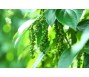 Xuất khẩu tiêu giảm mạnh trong quý I