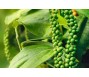 Giá tiêu khó giảm xuống 140.000 đồng/kg