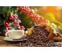 Vì sao xuất khẩu cà phê giảm liên tiếp 4 tháng nhưng giá nội địa vẫn tăng?