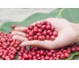 Điều gì khiến giá cà phê biến động mạnh trong năm nay?
