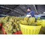 Xuất khẩu rau quả giữ đà tăng trưởng mạnh