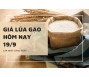 Giá lúa gạo hôm nay 19/9