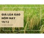 Giá lúa gạo hôm nay 19/12
