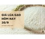 Giá lúa gạo hôm nay 20/9