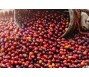 Giá cà phê arabica tạm dừng đà tăng vì dự báo có mưa ở Brazil