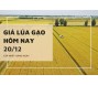 Giá lúa gạo hôm nay 20/12