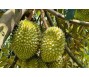 Trung Quốc đang giám sát mã số vùng trồng rau quả của Việt Nam định kỳ hằng tuần
