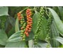 Xuất khẩu tiêu có thể giảm mạnh trong những tháng tới vì nguồn cung hạn chế