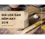 Giá lúa gạo hôm nay 21/9