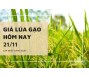 Giá lúa gạo hôm nay 21/11