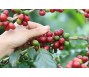 Giá cà phê, giá tiêu đều tăng 5 ngày liên tiếp, vượt xa mức đỉnh năm 2023