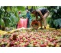 Xuất khẩu cà phê tháng 1 cao kỷ lục, giá trong nước vượt đỉnh 83.000 đồng/kg
