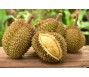 Tìm lời giải cho bài toán giá sầu riêng giảm mạnh