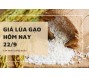Giá lúa gạo hôm nay 22/9