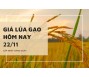 Giá lúa gạo hôm nay 22/11