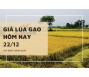 Giá lúa gạo hôm nay 22/12