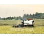 Giá gạo xuất khẩu tiếp tục biến động