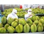 Xuất khẩu rau quả tăng trưởng mạnh hai tháng liên tiếp, mục tiêu cả năm 2023 thu về 5 tỷ USD