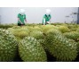 Sầu riêng bị làm giá?