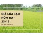 Giá lúa gạo hôm nay 23/12