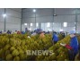 Khẳng định vị thế trái sầu riêng trong ngành hàng xuất khẩu tỷ USD