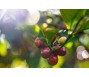 Giá cà phê xuất khẩu đạt kỷ lục mới hơn 5.800 USD/tấn