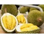 Xuất khẩu sầu riêng tăng mạnh trong quý I