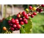 Mỹ xem xét miễn thuế cà phê, ngành cà phê toàn cầu kỳ vọng tín hiệu tích cực