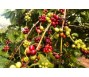 Giá cà phê đạt kỷ lục 64.000 đồng/kg là điều không doanh nghiệp xuất khẩu nào có thể tưởng tượng nổi