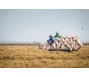 Giá gạo trong nước tăng nóng sau tin Ấn Độ hạn chế xuất khẩu, liệu có tác động đến chỉ số CPI?