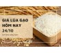 Giá lúa gạo hôm nay 24/10