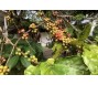 Giá cà phê có thể chinh phục kỷ lục mới 70.000 đồng/kg, nhiều doanh nghiệp phải đứng ngoài cuộc