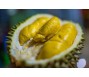 Trung Quốc sắp thu hoạch vụ sầu riêng đầu tiên, vị thế của Thái Lan, Việt Nam bị đe doạ?