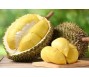 Sầu riêng Việt Nam liệu có cửa lấy lại ngôi vương tại Trung Quốc?