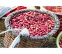 Giá cà phê tăng vọt buộc các thương nhân xoay xở tìm giải pháp phòng ngừa rủi ro mới